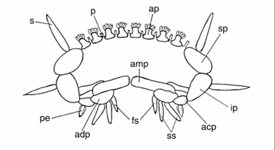 Astropecten